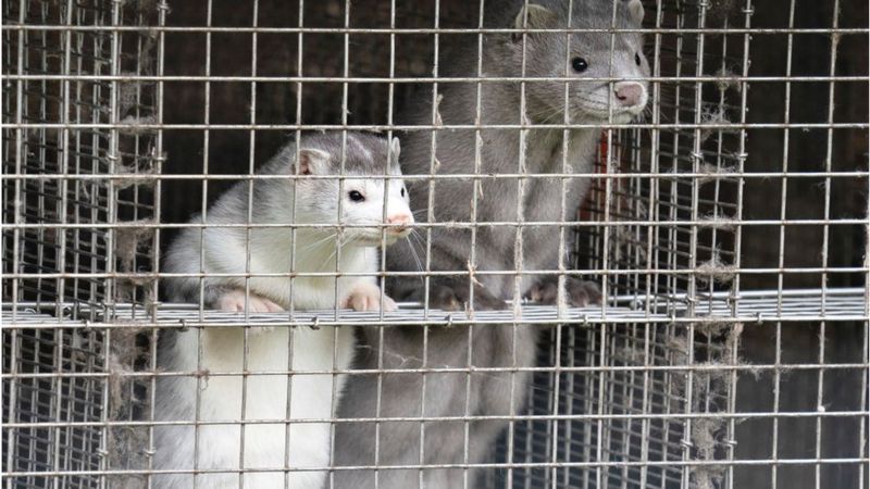 What's the science behind mink and coronavirus?
