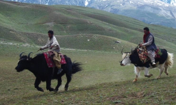 Yaks a source of livelihood for many in Chitral