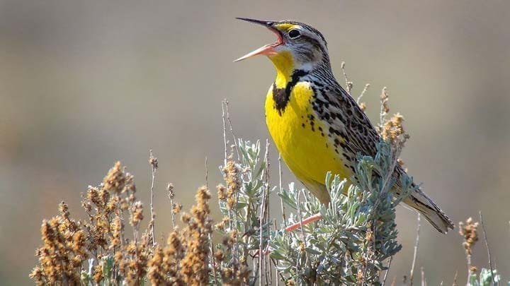 Around the world, birds are in crisis