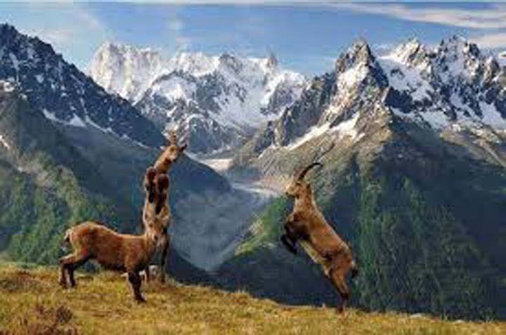 Govt flayed over apathy towards Chitral Gol National Park