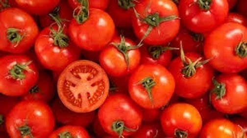new varieties of tomato introduced in Chitral