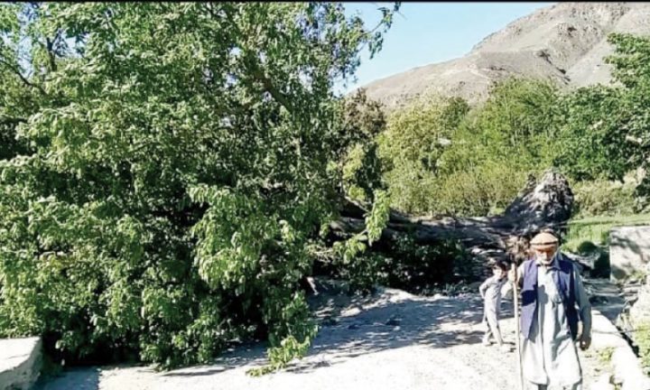 Singoor loses 200-year-old mulberry tree