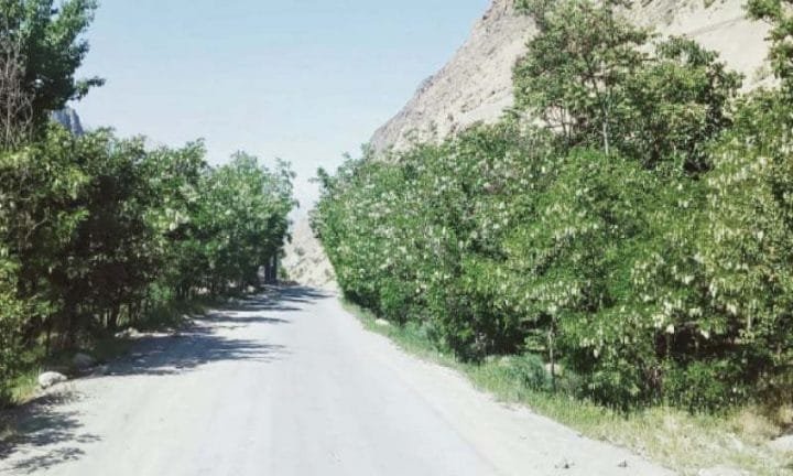 Robinia tree in Chitral