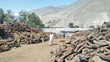 Transportation of illegal timber out of Chitral allowed