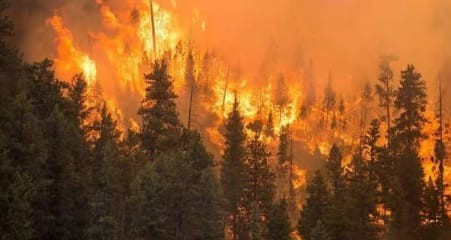 Forest fire erupts in Drosh Gol