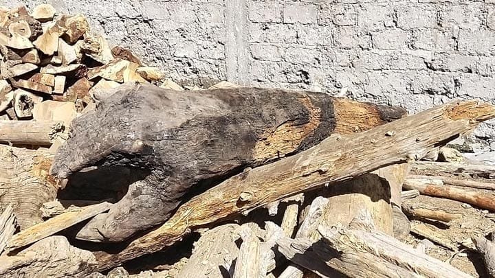 Govt slammed for not allowing locals to use timber