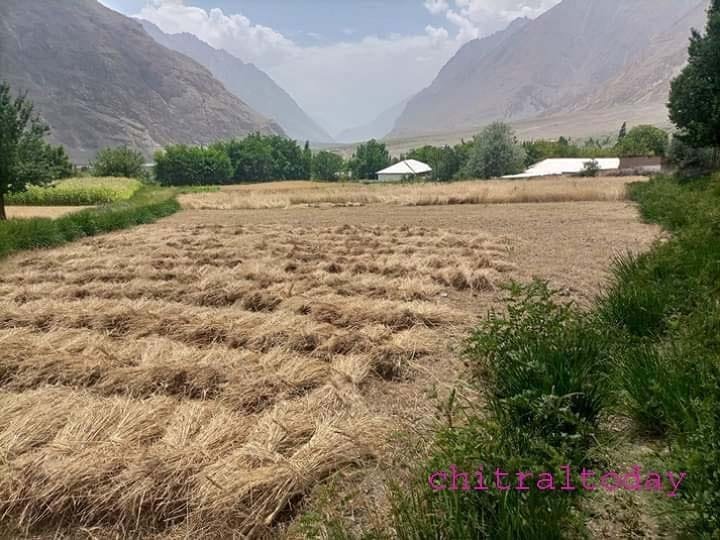 Subsistence farming in Chitral
