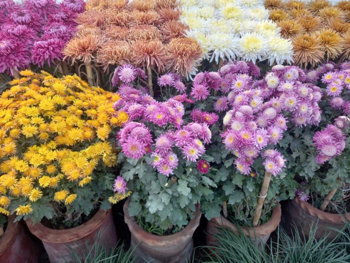 Chrysanthemum show opens at Islamia College University