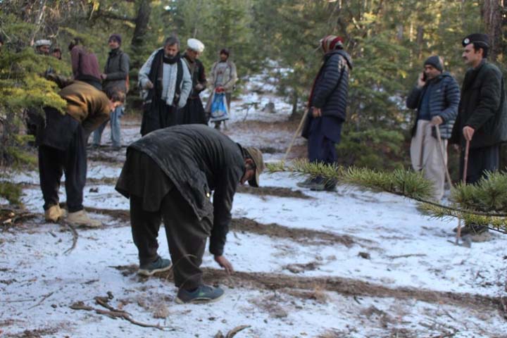 One million seed balls planted in Lower Chitral forests