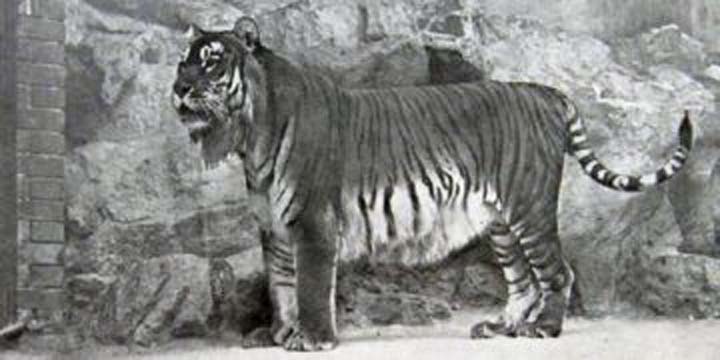 The curious case of the Chitrali tiger