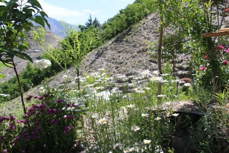 Man turns barren land into thick forest