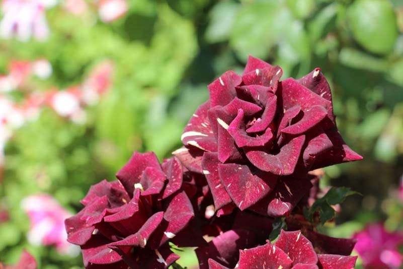 An element of beauty - flowers