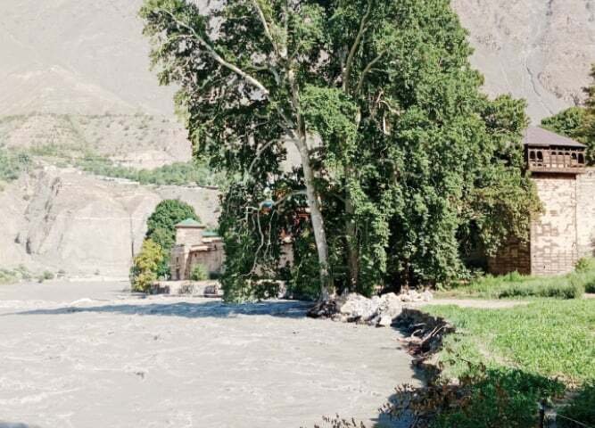 Chinar maple tree near Chitral fort and Shahi mosque. Fallen by flood in river Chitral in July 2023.