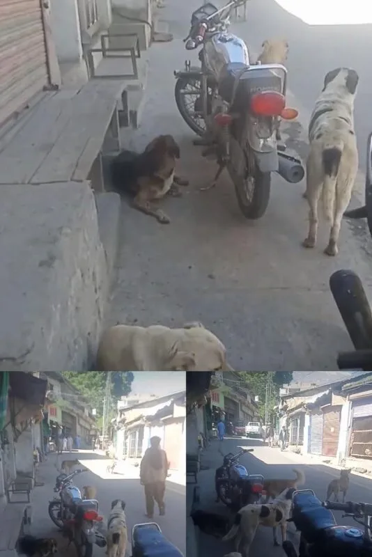 Stray dogs in Chitral bazar