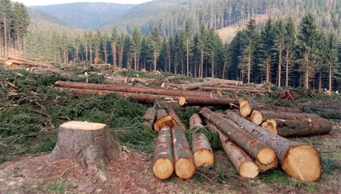 Forest cutting, timber transportation