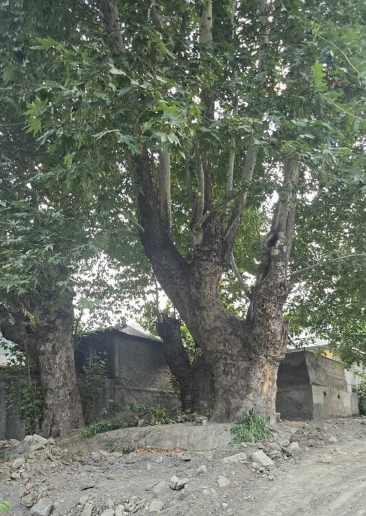 Chinar trees in Chitral