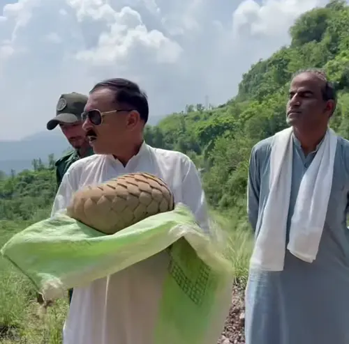 Officials rescued and released a pangolin in Kotli, Azad Kashmir.