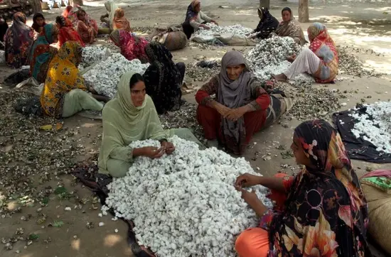 Women clear wastage from cotton fibers in Kabirwala, Punjab, Sept 2025.