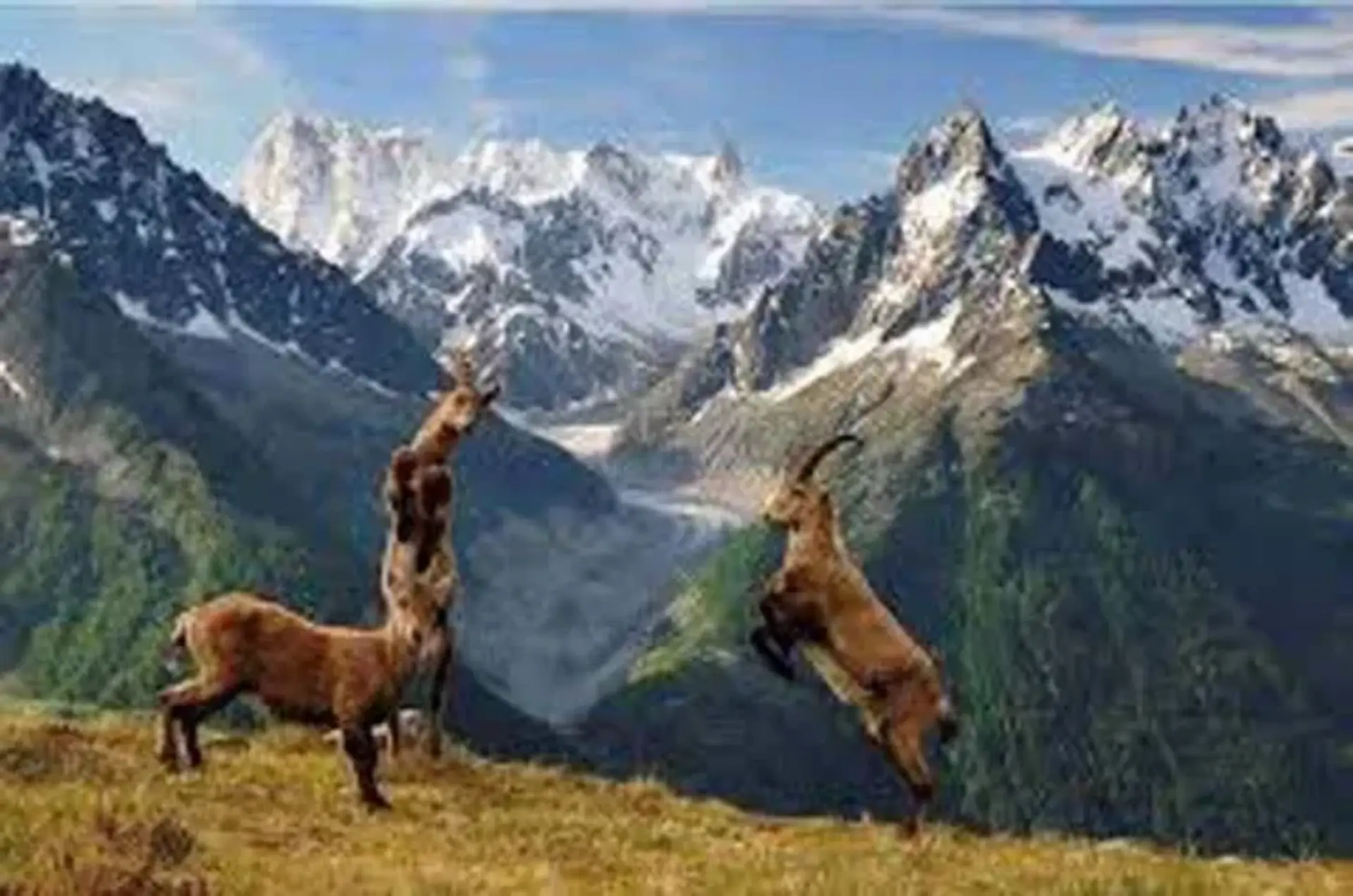 Markhors in Chitral Gol National Park where trophy hunting permit allowed for first time in 2025.