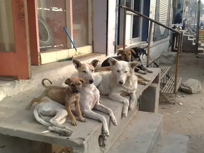 Stray dogs in Chitral