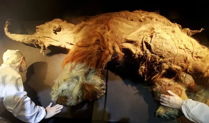 People in protective suits examine a frozen woolly mammoth from Siberia named "Yuka" during a media preview.