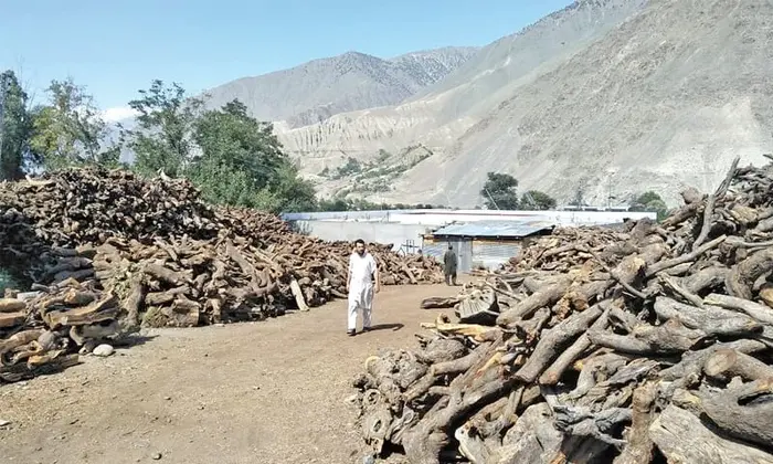Firewood in Chitral