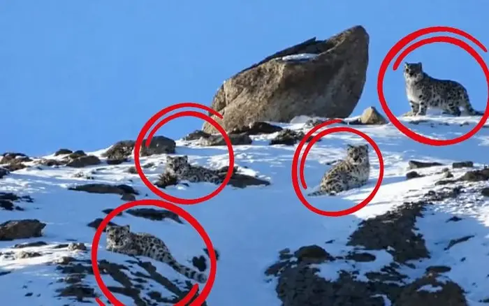 Snow leopards pictured in GB in December 2025.