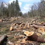 forest arandu