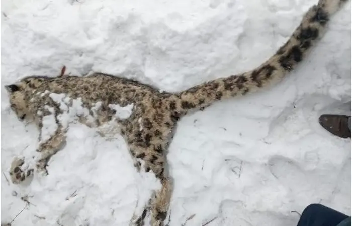 Postmortem report says snow leopard died in Garam Chashma due to diarrhea