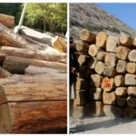 Timber collected after illegal cutting of trees in Arandu by timber mafia.