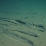 Whale graveyard
