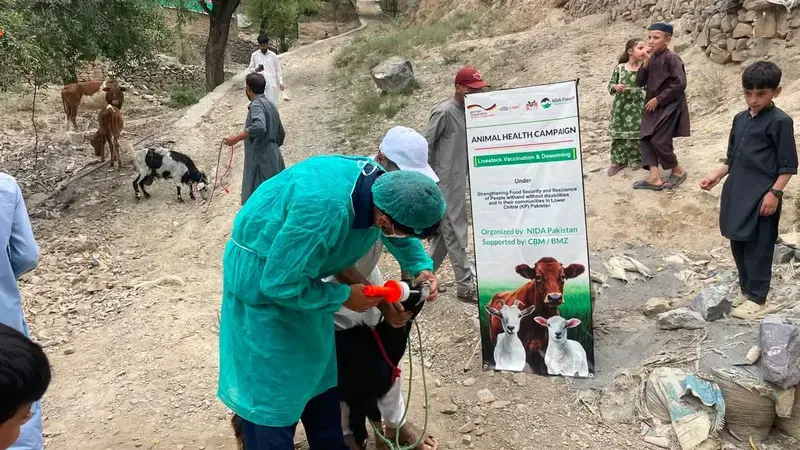 Livestock dept Lower Chitral, vet treatment of animals in Drosh