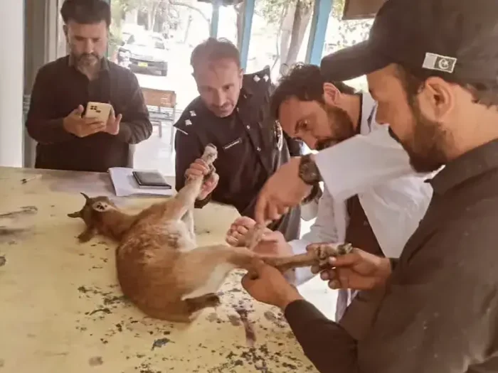 Wildlife officials treat a Markhor kid before releasing it in Lavi near Drosh.
