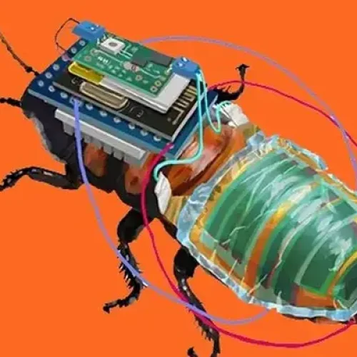 Cockroach fitted with new device to trace survivors in natural disasters.