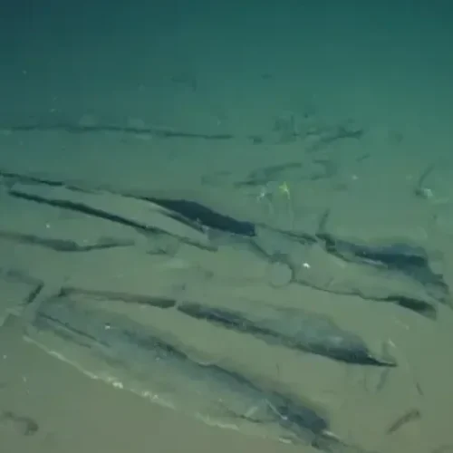 Whale graveyard